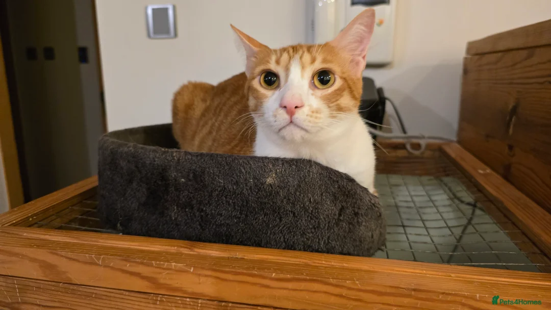 Mixed Breed cats for adoption: [Indoors Only] Light - Lovely & Playful Boy - Advert 5