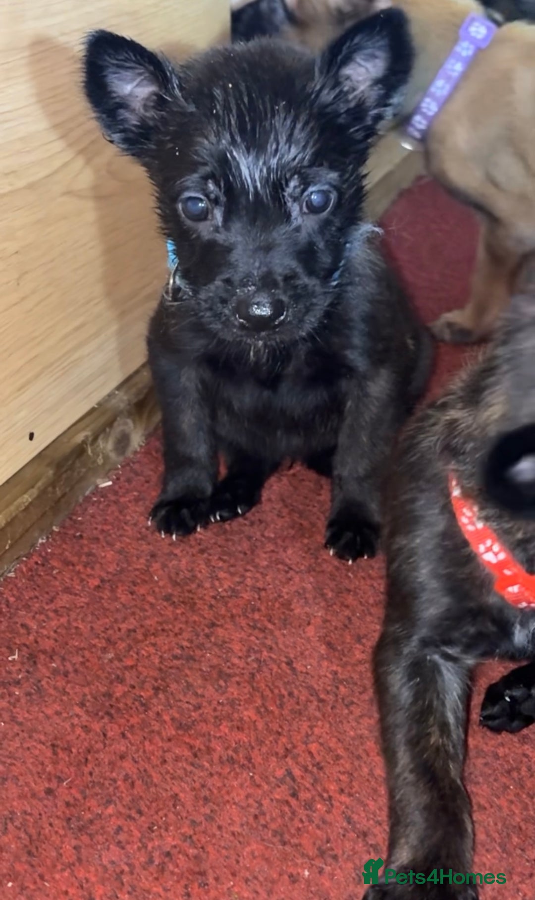 Mixed Breed dogs for sale: Dutch Malinois Puppies- Ready 13/12/2025 - Advert 14
