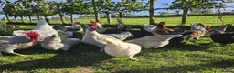Chickens poultry for sale: POL Olive eggers, Lavender marans other large fowl - Advert 10
