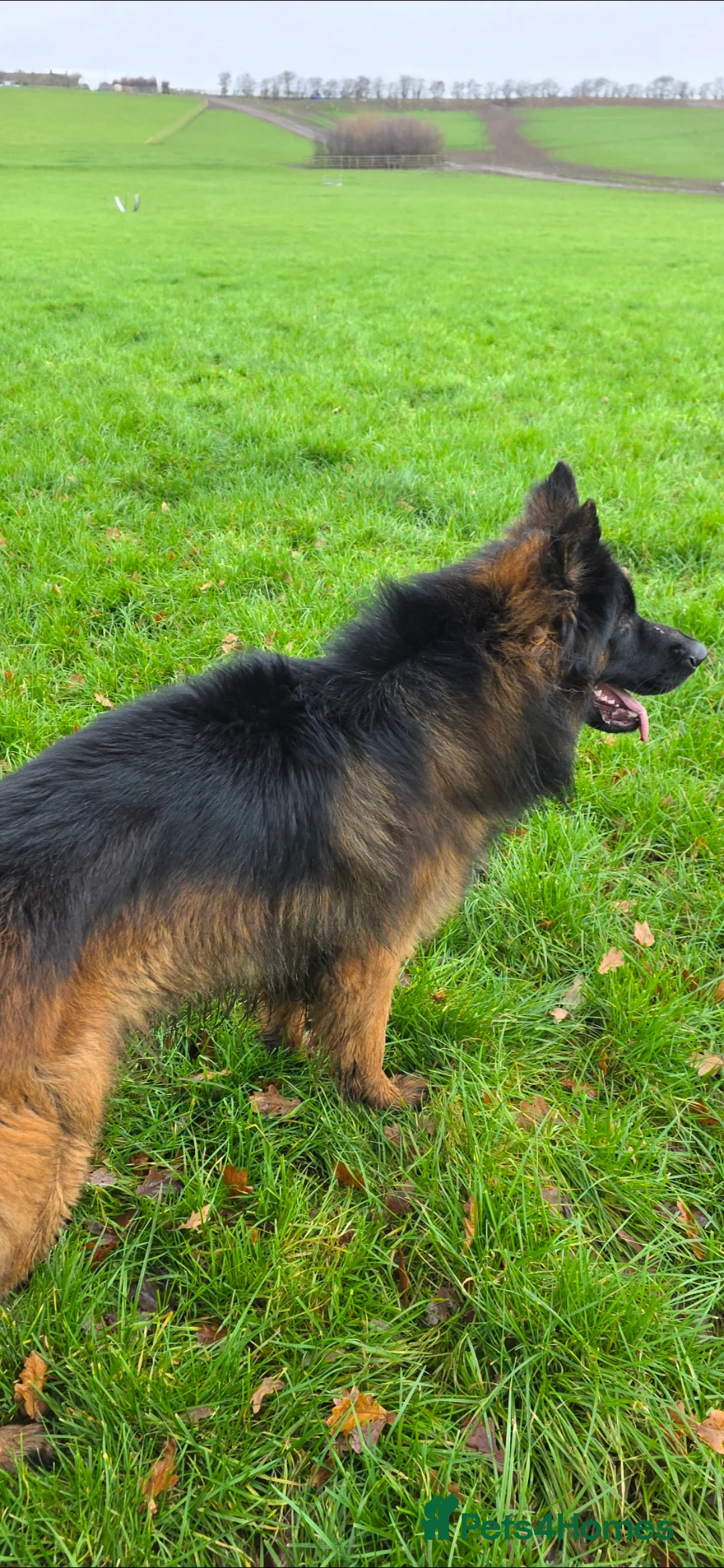 German Shepherd dogs for stud: German shepherd for STUD - Advert 2