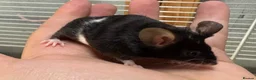 Mouse rodents for sale: Friendly baby black & white male with set up - Advert 7