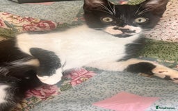 British Shorthair cats for sale: Adorable Male Black and White Kitten - Image 4