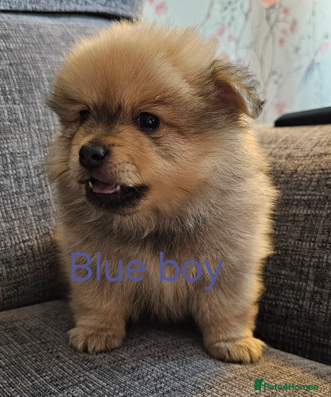Pomeranian dogs for sale: 4 baby pomeranians for sale - Advert 12