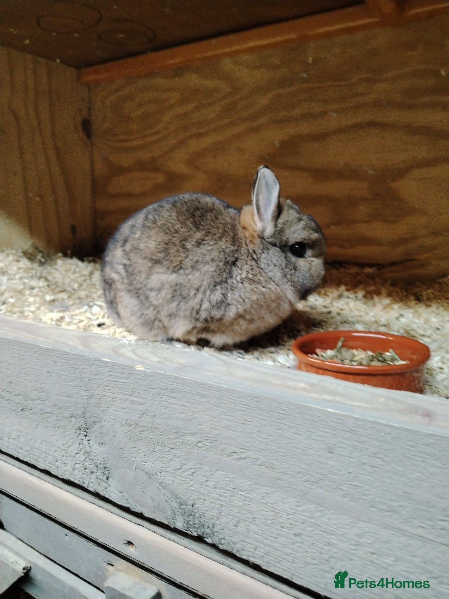 Netherland Dwarf rabbits Netherland dwarf agouti doe - Advert 9