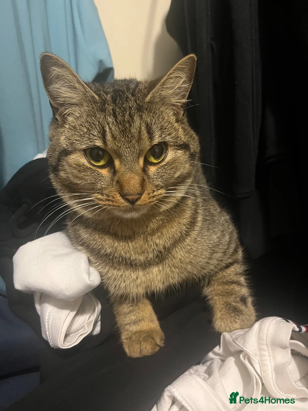 Mixed Breed cats for sale: Rehoming my cat  - Advert 1
