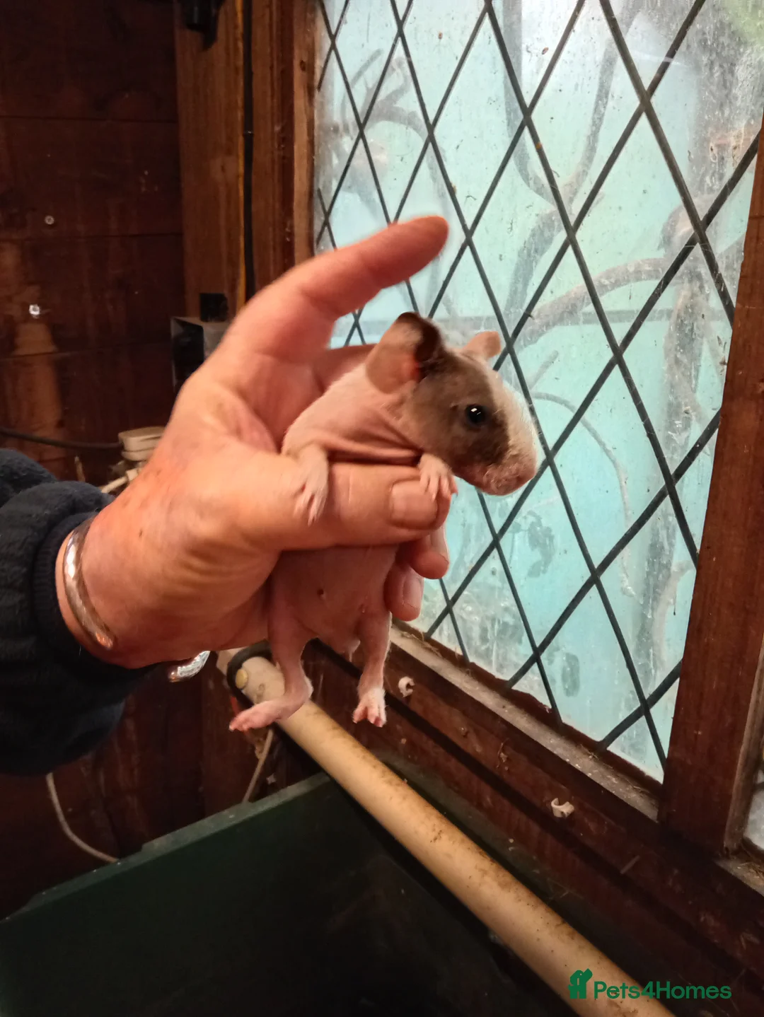 Guinea Pig rodents for sale: Baby Skinny Pigs - Advert 3