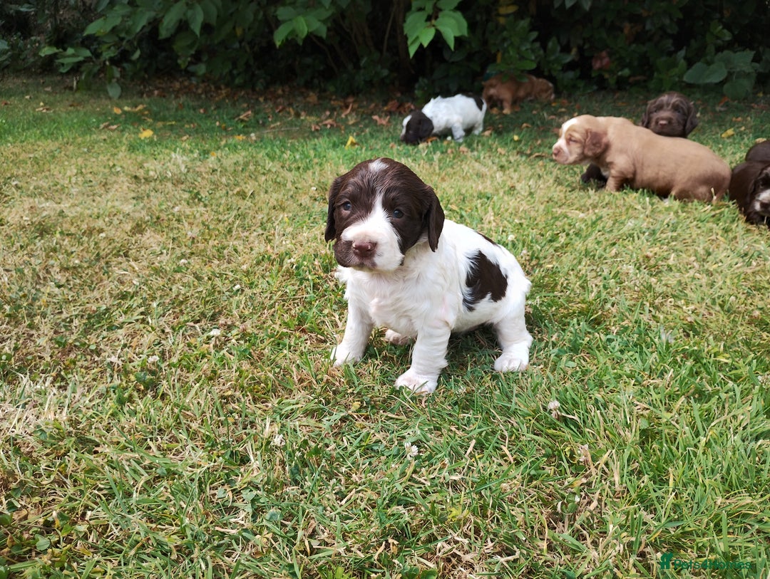 Cocker Spaniel dogs for sale: Cocker Spaniel Puppies - Image 15