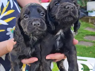 Cocker Spaniel dogs Cocker Spaniel puppies working line - Advert 2