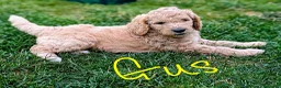 Goldendoodle dogs for sale: 🐾 Beautiful Standard Goldendoodle Puppies 🐾 - Advert 16