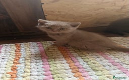 British Shorthair cats for sale:  Tica cinnamons BSH kittens - Image 8