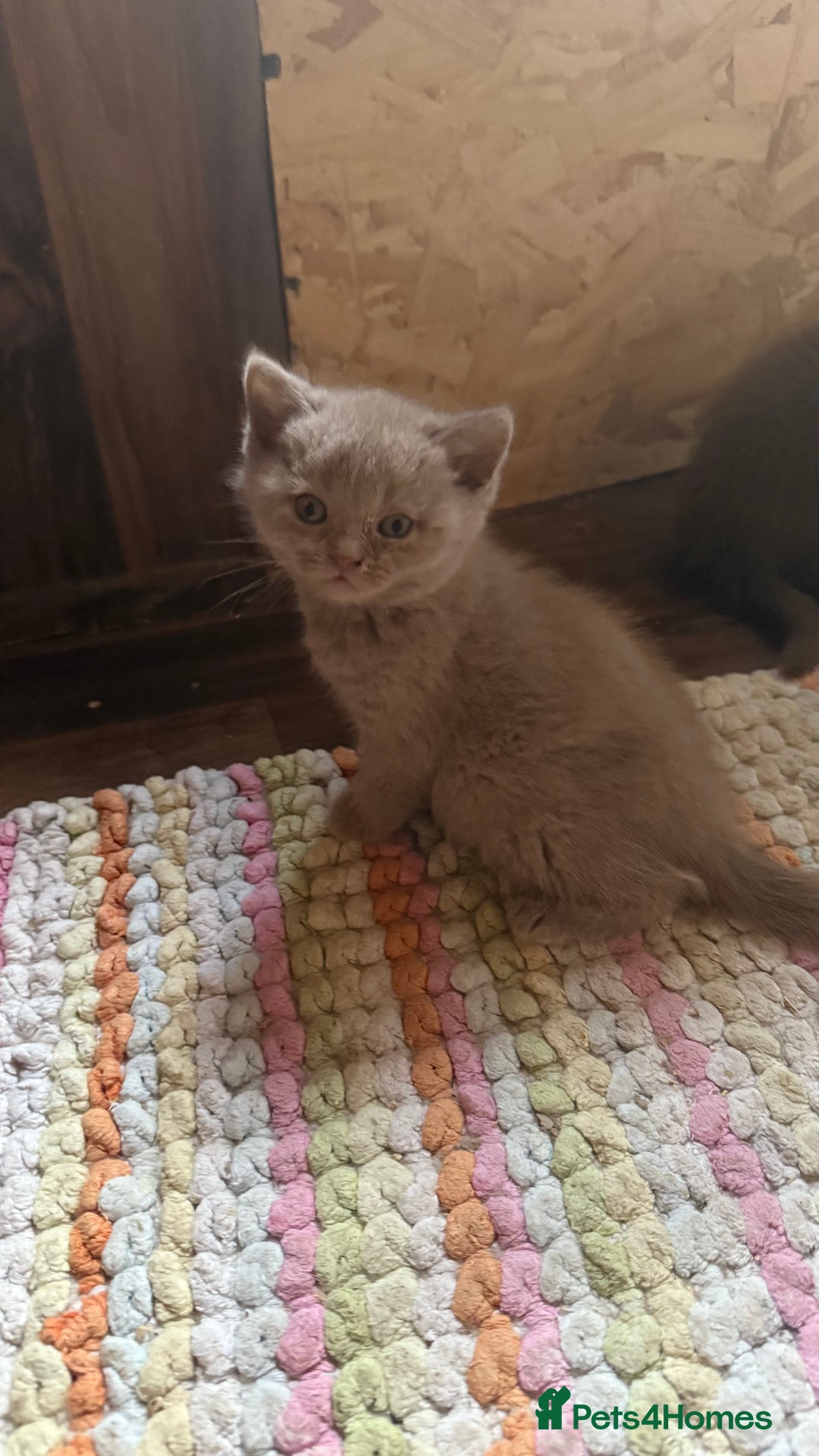 British Shorthair cats for sale:  Tica cinnamons BSH kittens - Image 8