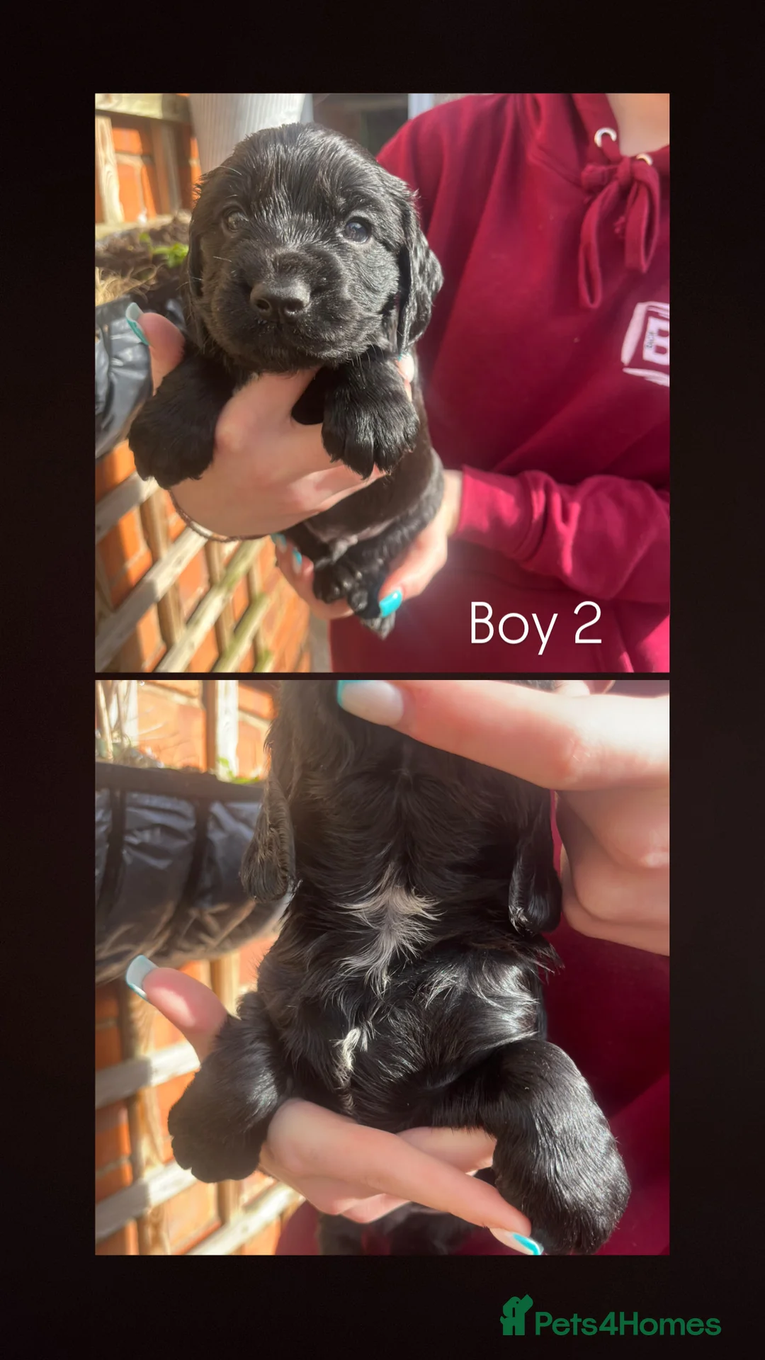 Cocker Spaniel dogs for sale: MOELFAMAU / MAESYDDERWYN PUPS - Advert 3