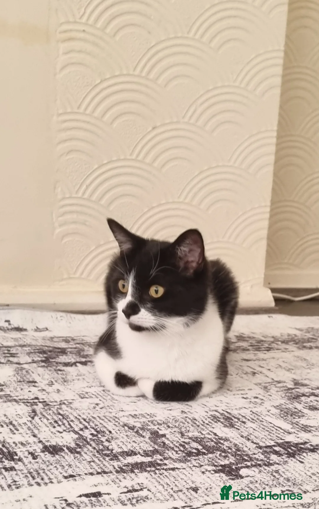 Mixed Breed cats for sale: Mrs Helen  - Advert 2