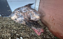 Chickens poultry for sale: Hint hen and 2 brazil chicks - Image 3