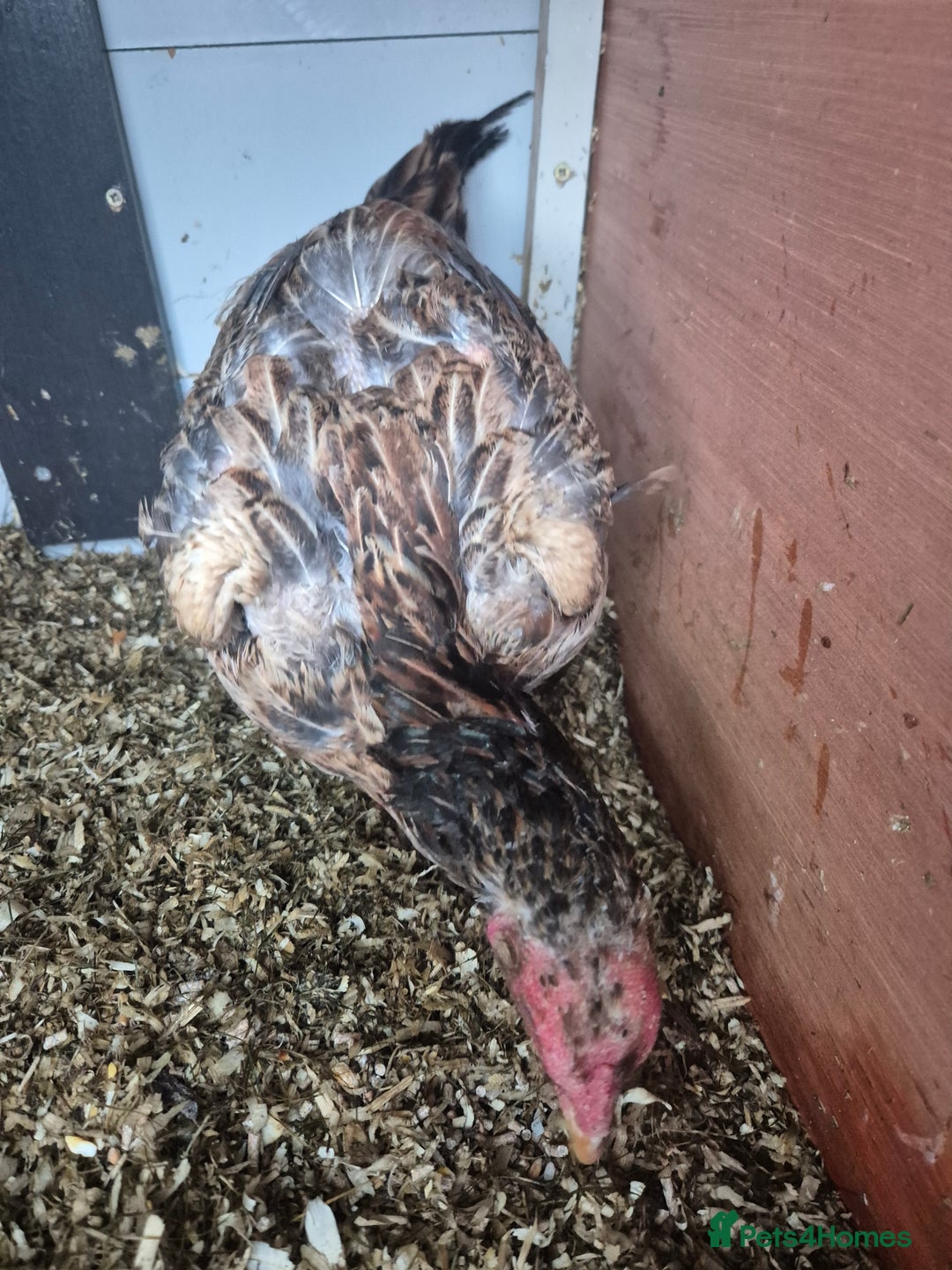 Chickens poultry for sale: Hint hen and 2 brazil chicks - Image 3