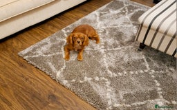 Cavalier King Charles Spaniel dogs for sale: Chocolate ruby 11 months old - Image 2
