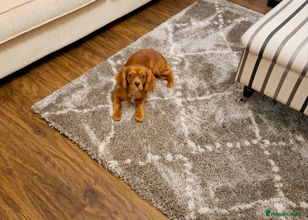 Cavalier King Charles Spaniel dogs for sale: Chocolate ruby 11 months old - Image 2