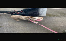 English Bulldog dogs for sale: English bulldog - Coco  - Image 2