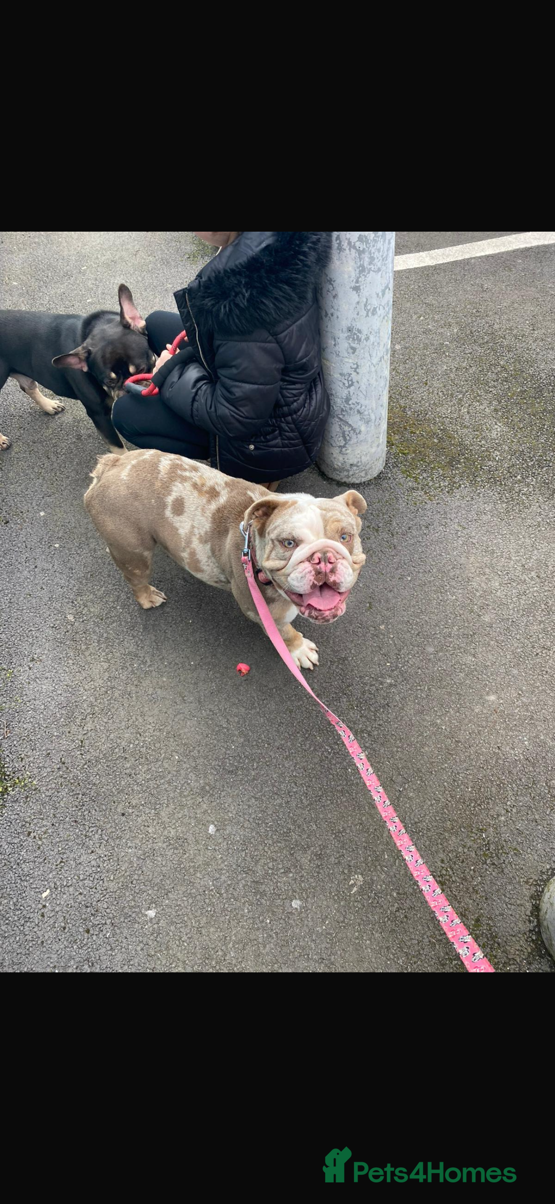 English Bulldog dogs for sale: English bulldog - Coco  - Image 2