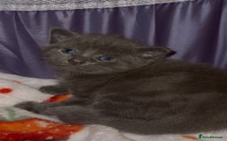 Mixed Breed cats for sale: 3 adorable mixed kittens – 2 females, 1 male - Image 8