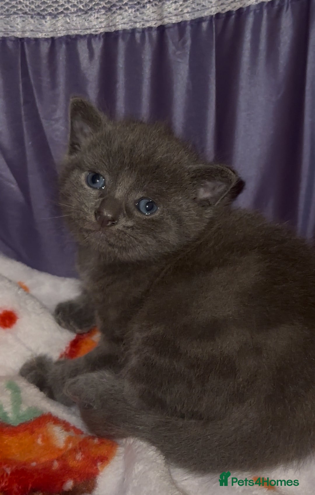 Mixed Breed cats for sale: 3 adorable mixed kittens – 2 females, 1 male - Image 8