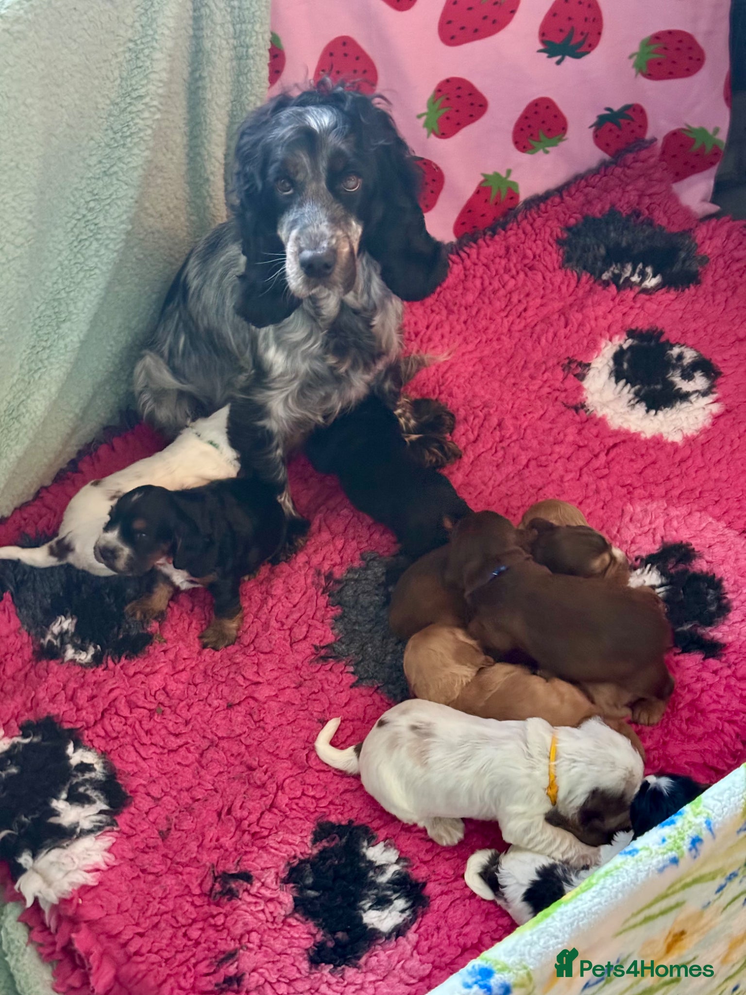 Cocker Spaniel dogs Kc reg dna tested show type cocker spaniel puppies - Advert 1