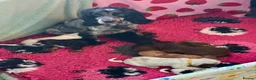 Cocker Spaniel dogs for sale: Kc reg dna tested show type cocker spaniel puppies - Advert 2