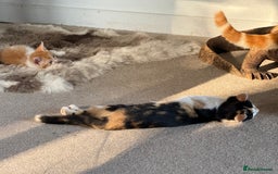 Oriental cats for sale: Sweet Little Calico Baby - Image 4