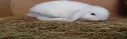 Mini Lop rabbits for sale: Pure Mini Lop Bunnies Ready to go  - Advert 6