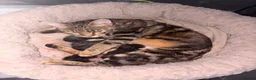 Mixed Breed cats for sale: Gorgeous kittens for sale - Advert 5