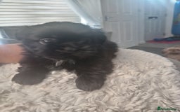 Shih Tzu dogs for sale: Imperial Shih tzu  - Image 11