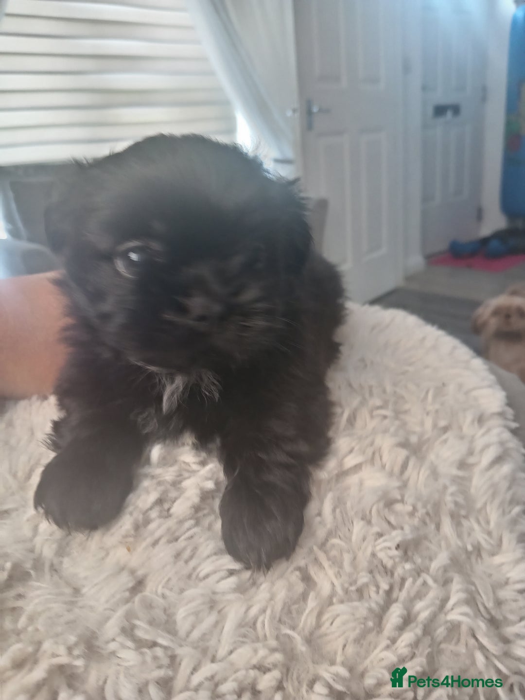 Shih Tzu dogs for sale: Imperial Shih tzu  - Image 11