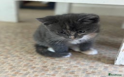 Mixed Breed cats for sale: Two beautiful kittens  - Image 5