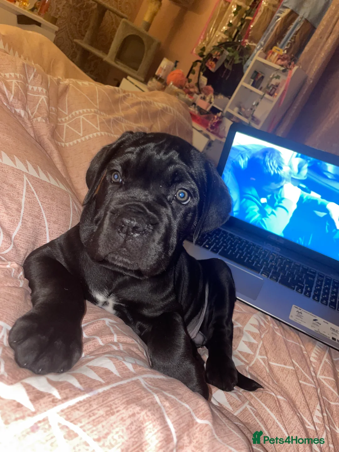 Cane Corso dogs for sale: Came corso - Advert 1
