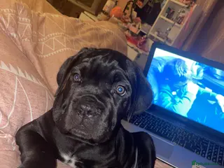 Cane Corso dogs Came corso - Advert 7