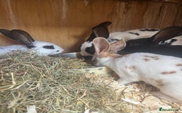 Rex rabbits for sale: Standard and mini Rex  - Image 3