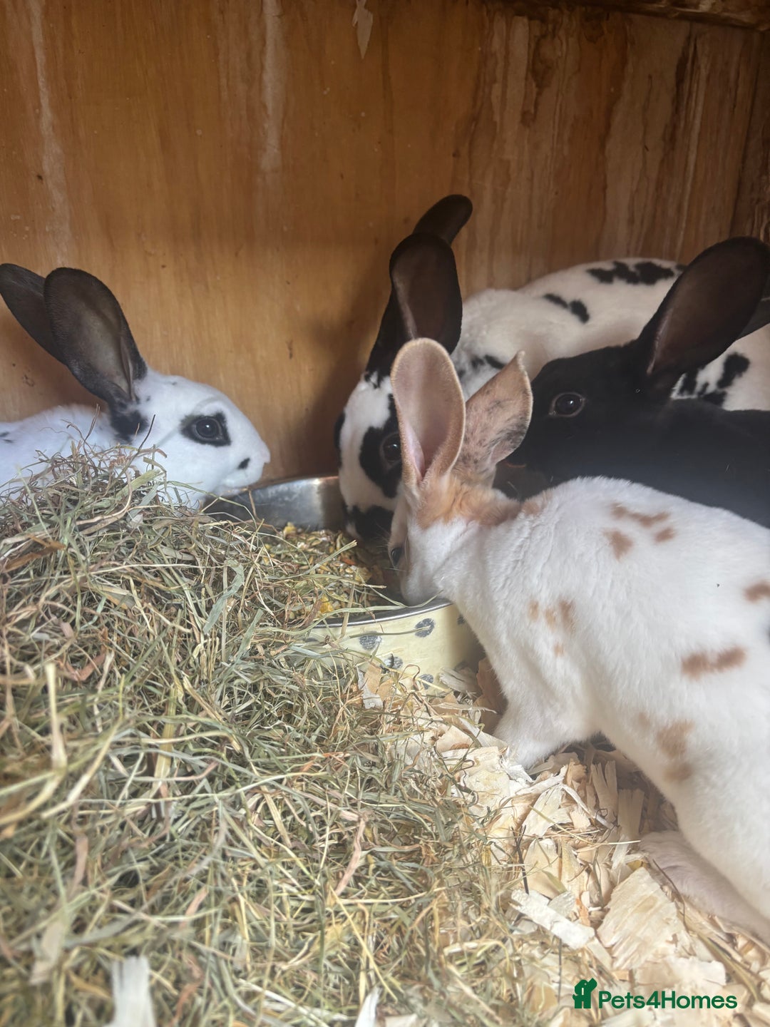 Rex rabbits for sale: Standard and mini Rex  - Image 3