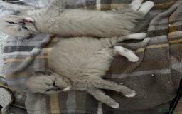 Ragdoll cats for sale: Beautiful mink point Ragdolls! 🩶🤍 - Image 23