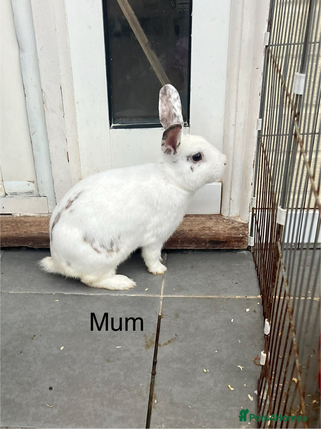 Dutch rabbits for sale: Baby rabbits for sale  - Image 4