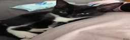 Mixed Breed cats for sale: 4 month old female kitten  - Advert 1