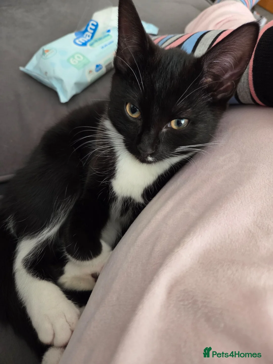 Mixed Breed cats for sale: 4 month old female kitten  - Advert 1