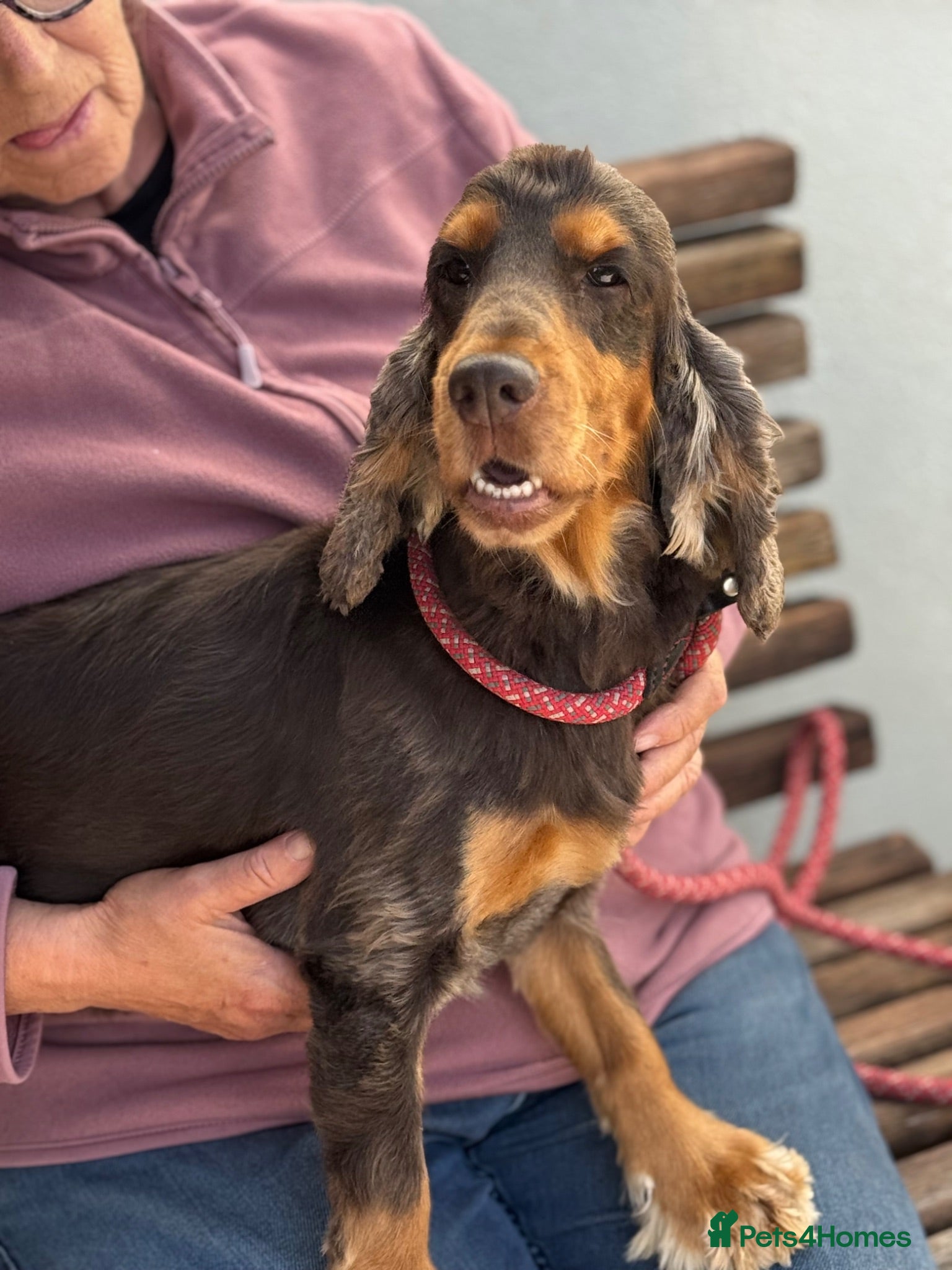 Cocker Spaniel dogs Rebel - KC Registered Chocolate & Tan Cocker  - Advert 1