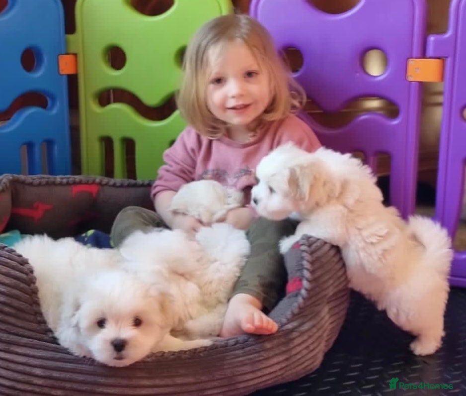 Coton De Tulear dogs KC reg Coton de Tulear parents DNA health tested  - Advert 4