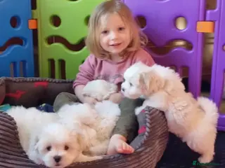 Coton De Tulear dogs KC reg Coton de Tulear parents DNA health tested - Advert 3