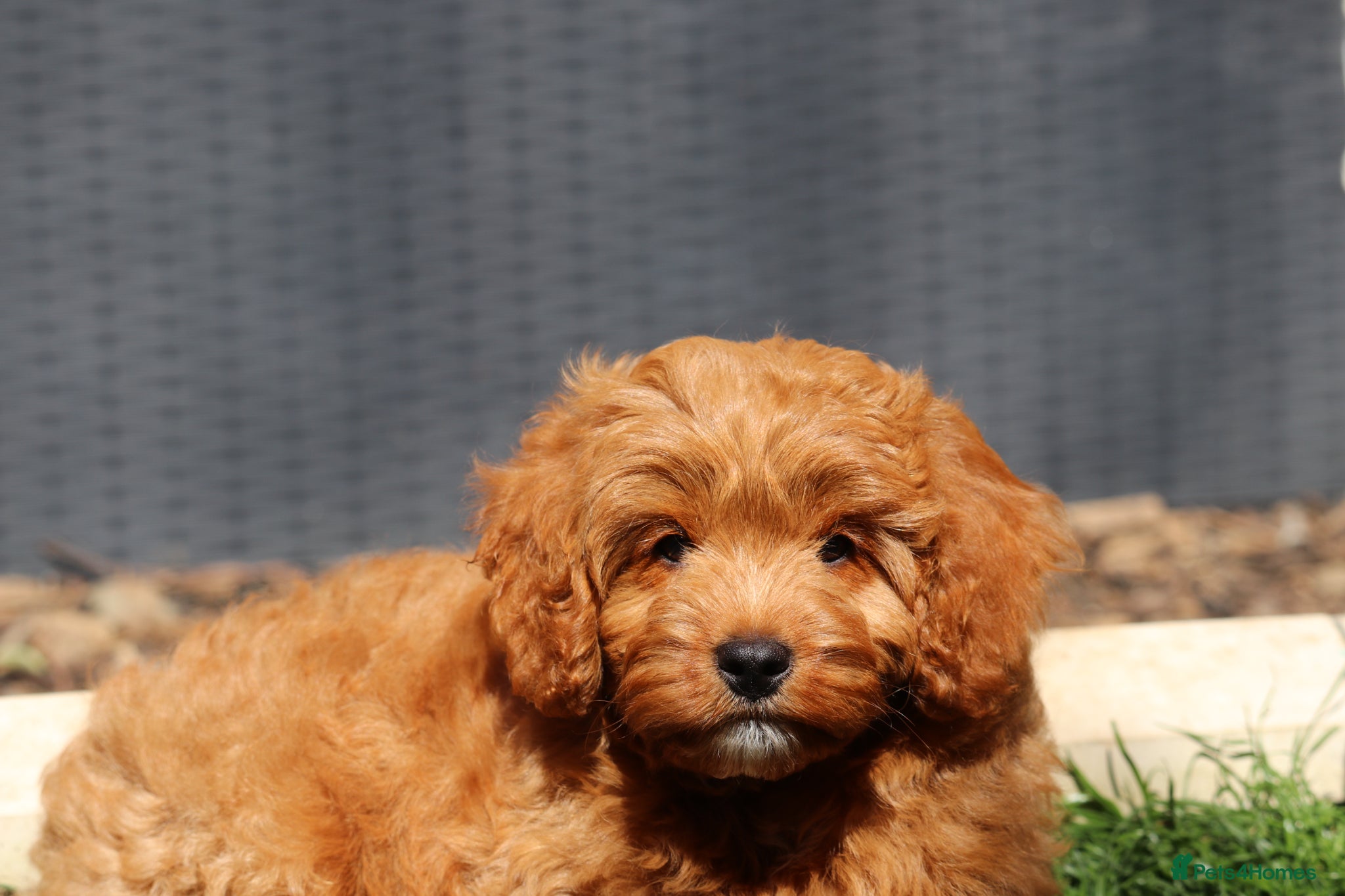Cavapoo dogs ⭐️Deep Red Cavapoo Puppies🐾🐶 READY NOW - Advert 2