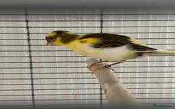 Canaries birds for sale: Fife canary pair for sale  - Image 2