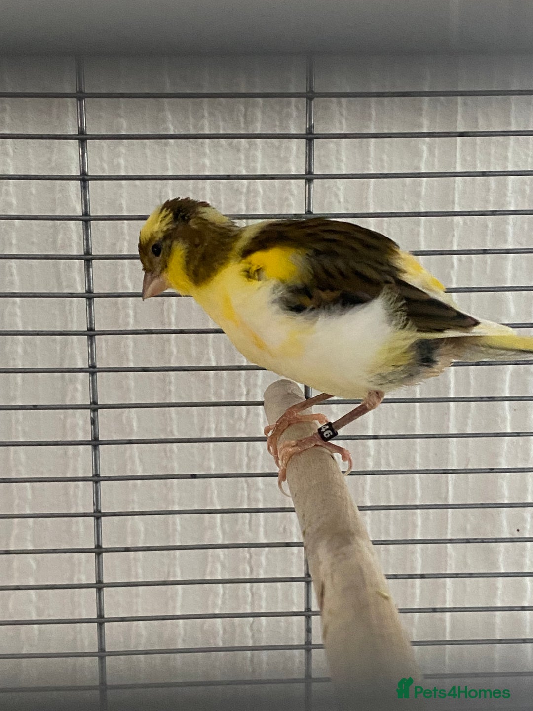 Canaries birds for sale: Fife canary pair for sale  - Image 2