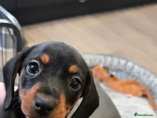 Dachshund dogs Beautiful Daxis - Advert 6