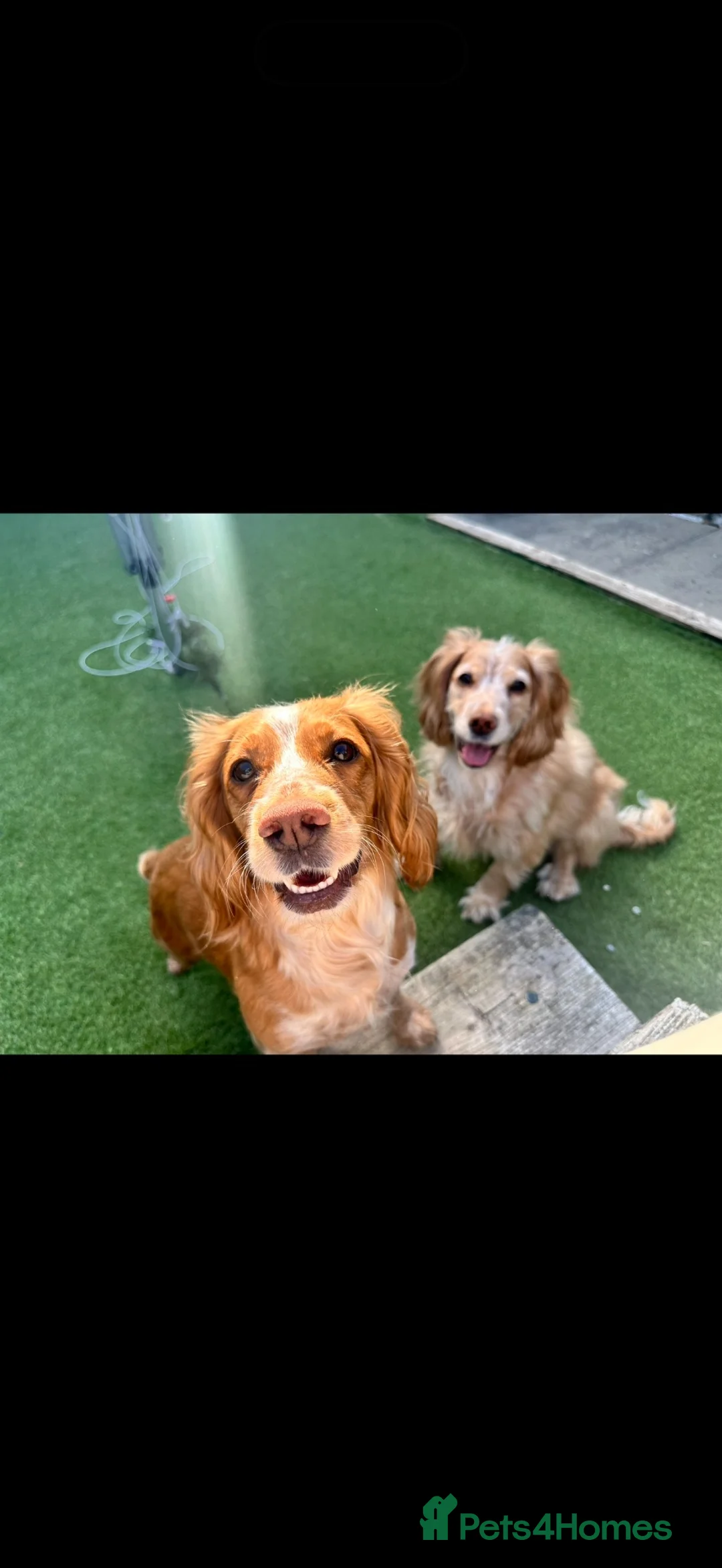 Cocker Spaniel dogs for sale: 🐾WAITING LIST- Working Cocker Spaniel Puppies🐾 - Advert 2