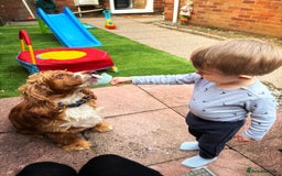 Cocker Spaniel dogs for sale: 6 year old female cocker spaniel  - Image 6